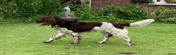 Heidewachtel honden te koop: Heidewachtel pups, nog 1 reutje beschikbaar  - Advertentie 15