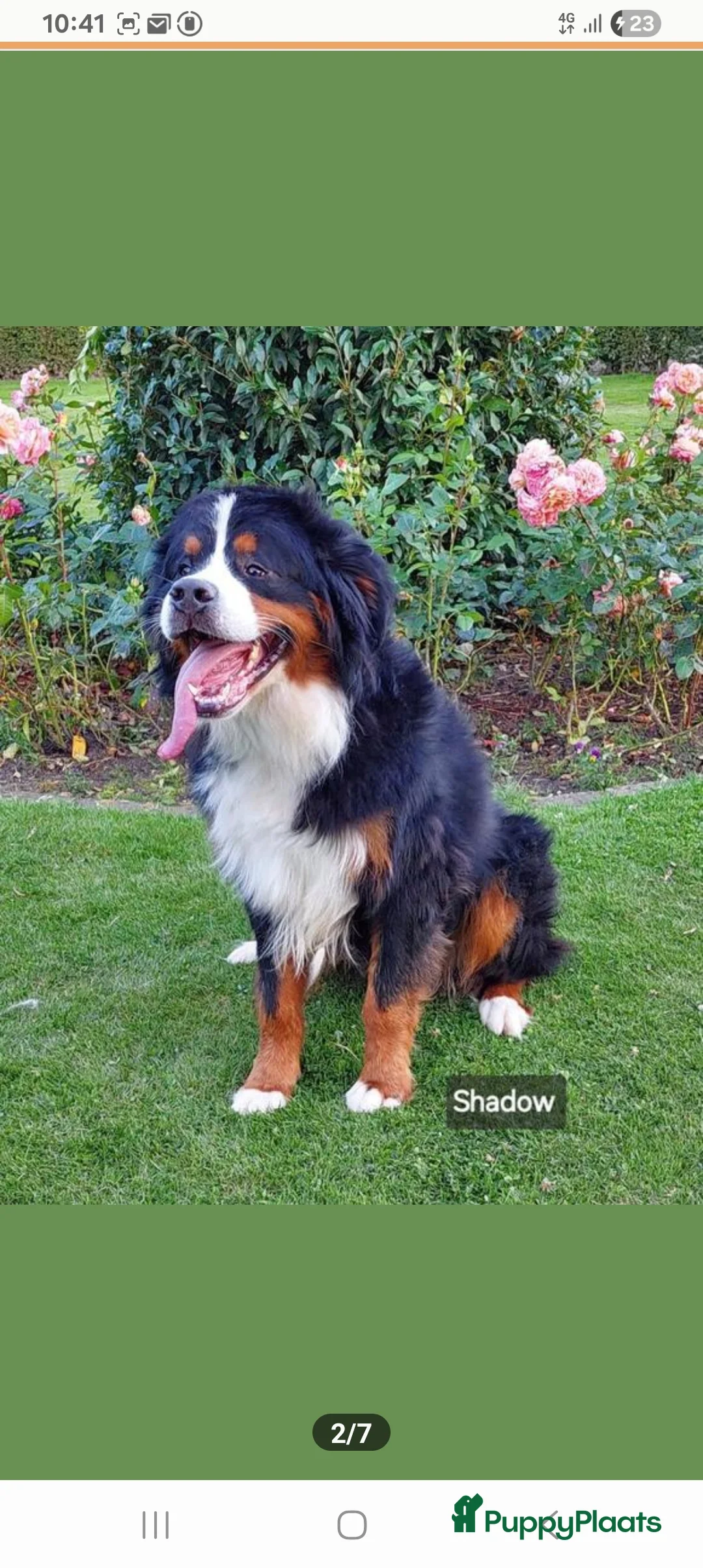 Berner Sennenhond honden te koop: Benner sennen pups - Advertentie 10