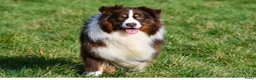 Australian Shepherd honden te koop: Nog 4 Australische Herder pups beschikbaar! - Advertentie 3