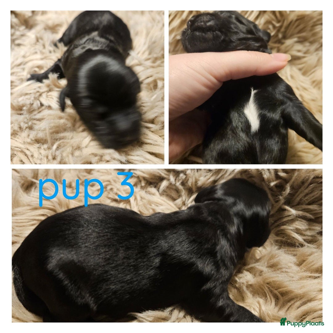 Labradoodle honden te koop: Prachtige labradoodle pups te koop  - Advertentie 15