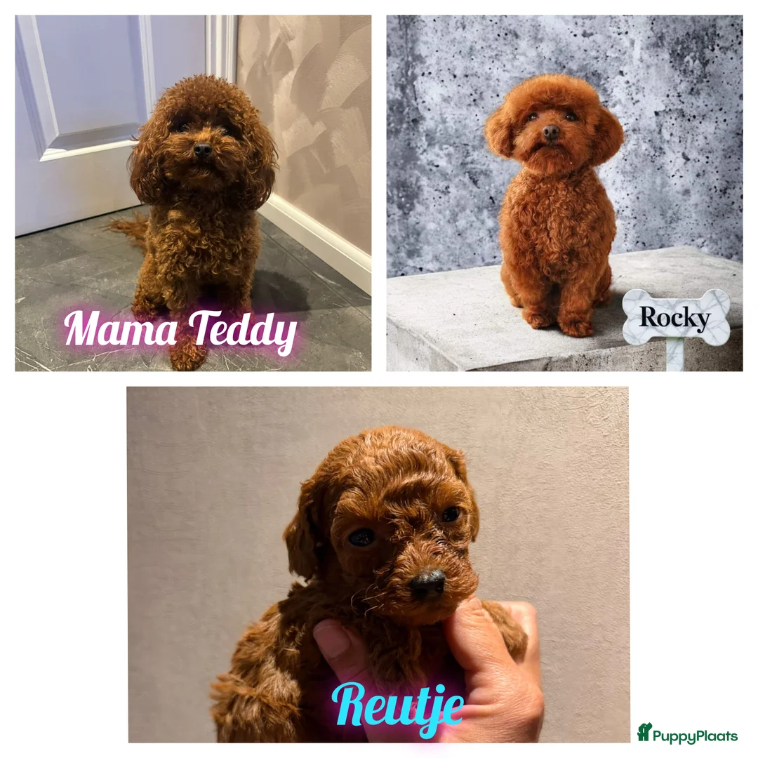 Poedel Toy honden te koop: Rood toy poedel reutje uit geteste ouders. in Sint Willebrord - Advertentie 1