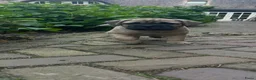Bullmastiff honden te koop: Bullmastiff pups raszuiver in Heusden - Advertentie 9