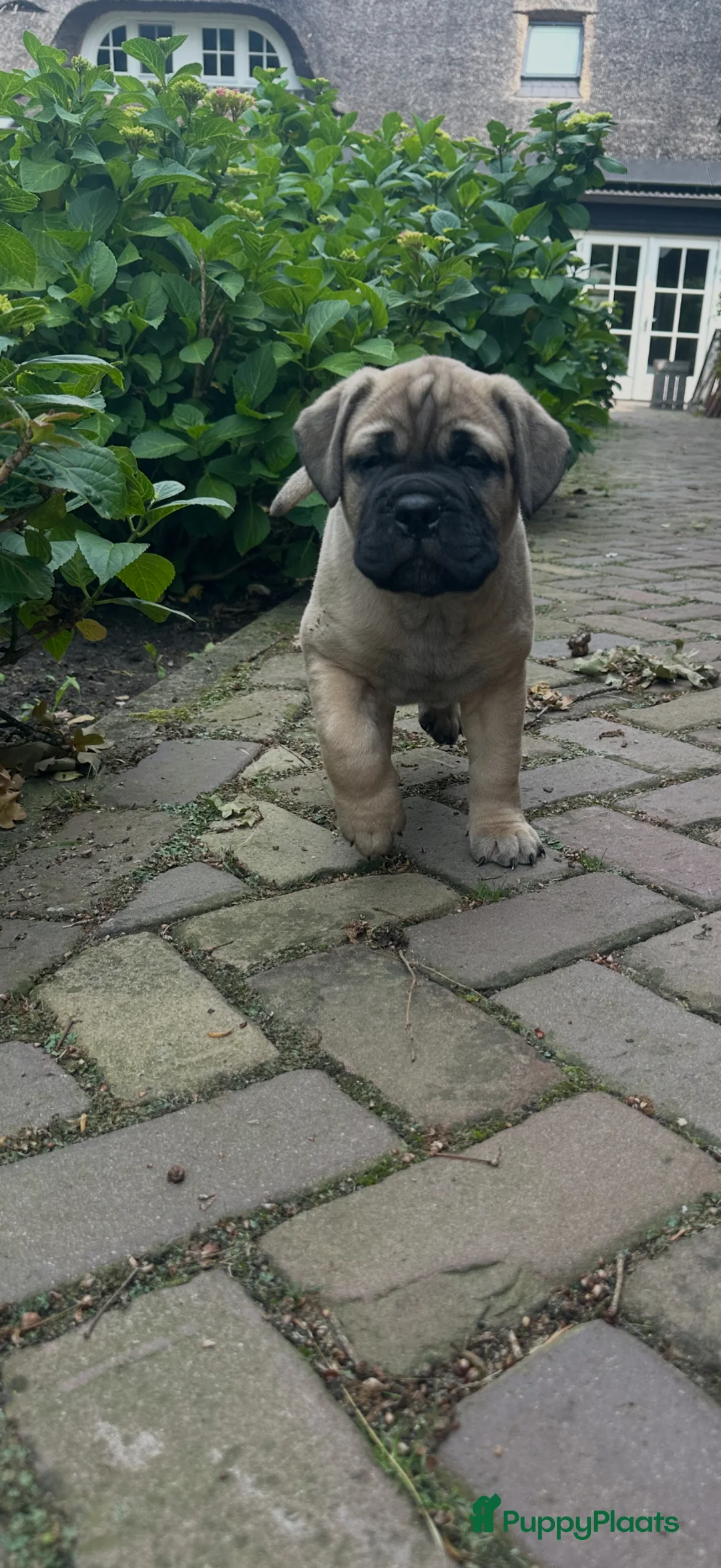 Bullmastiff honden te koop: Bullmastiff pups raszuiver in Heusden - Advertentie 9