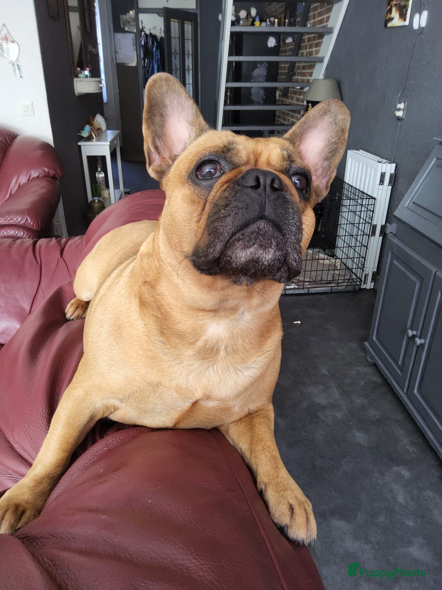 Franse Bulldog honden Fr bulldog puppy's met stamboom geteste ouders  - Advertentie 2