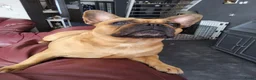 Franse Bulldog honden te koop: Fr bulldog puppy's met stamboom geteste ouders  - Advertentie 2