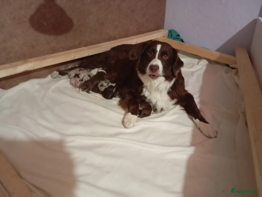 Australian Shepherd honden te koop: 10 prachtige Australische herder pups! - Advertentie 7