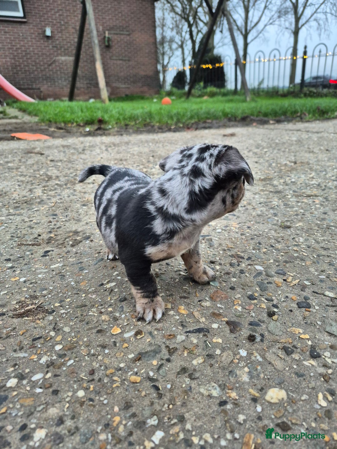 Jack Russel Terriër honden te koop: Merle Jackrussel te koop - Advertentie 17