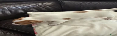 Jack Russel Terriër Puppy 3