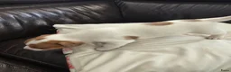 Jack Russel Terriër honden te koop: Nog 3 pups beschikbaar in Sint Jansteen - Advertentie 12