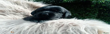 Labrador Retriever 5
