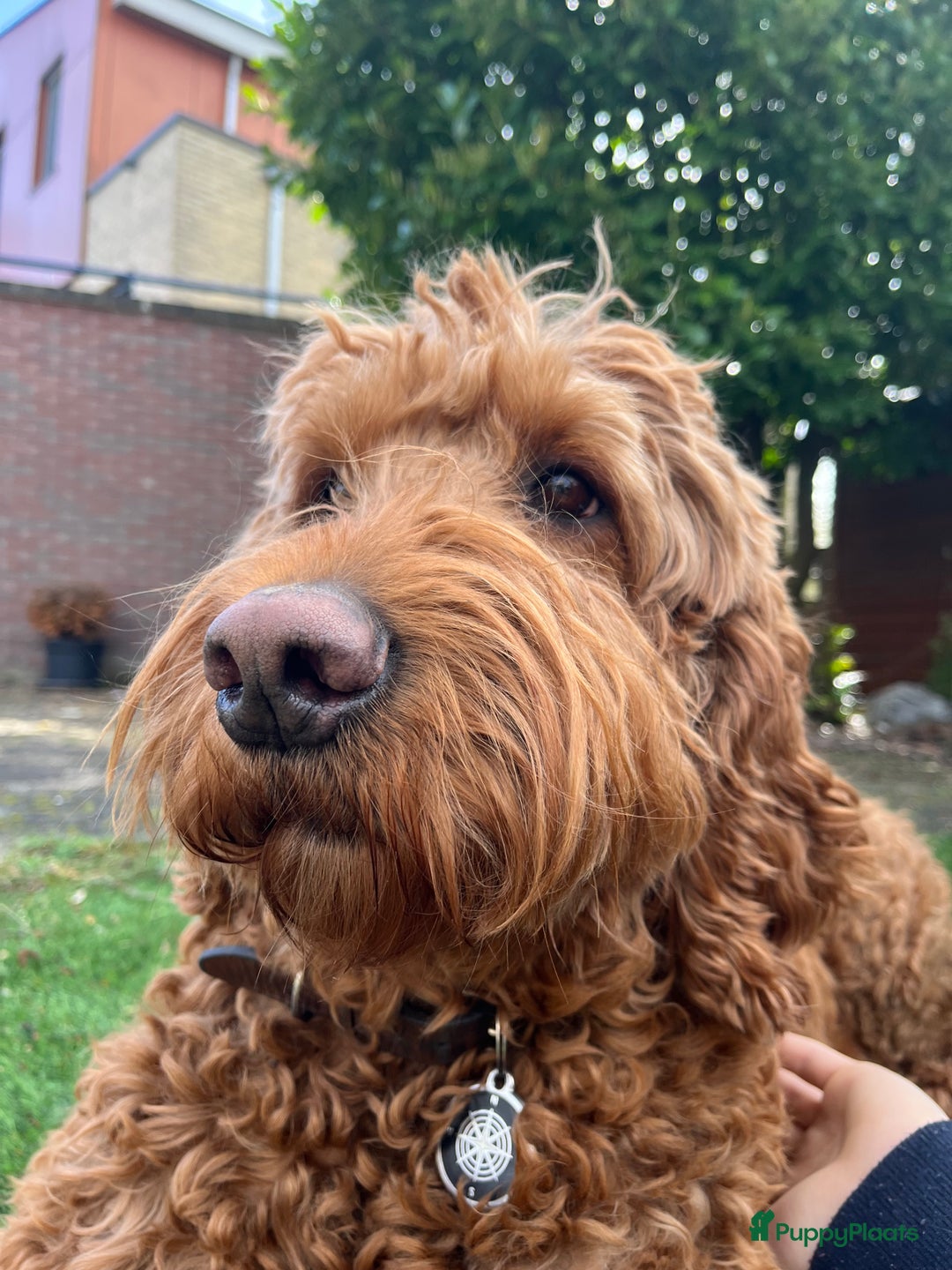 Labradoodle honden te koop: Labradoodle pups groot kleurvast - Afbeelding 10