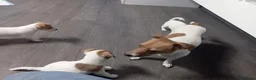 Samojeed honden te koop: Jack Russell pups - Advertentie 1