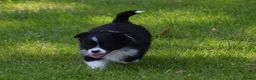 Australian Shepherd honden te koop: Knappe Miniature American Shepherd (MAS) pups - Advertentie 20