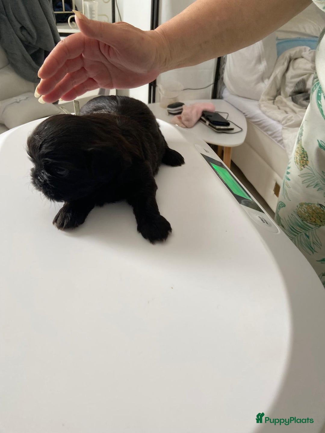 Shih Tzu honden te koop: Shih Tzu puppy's België - Afbeelding 5