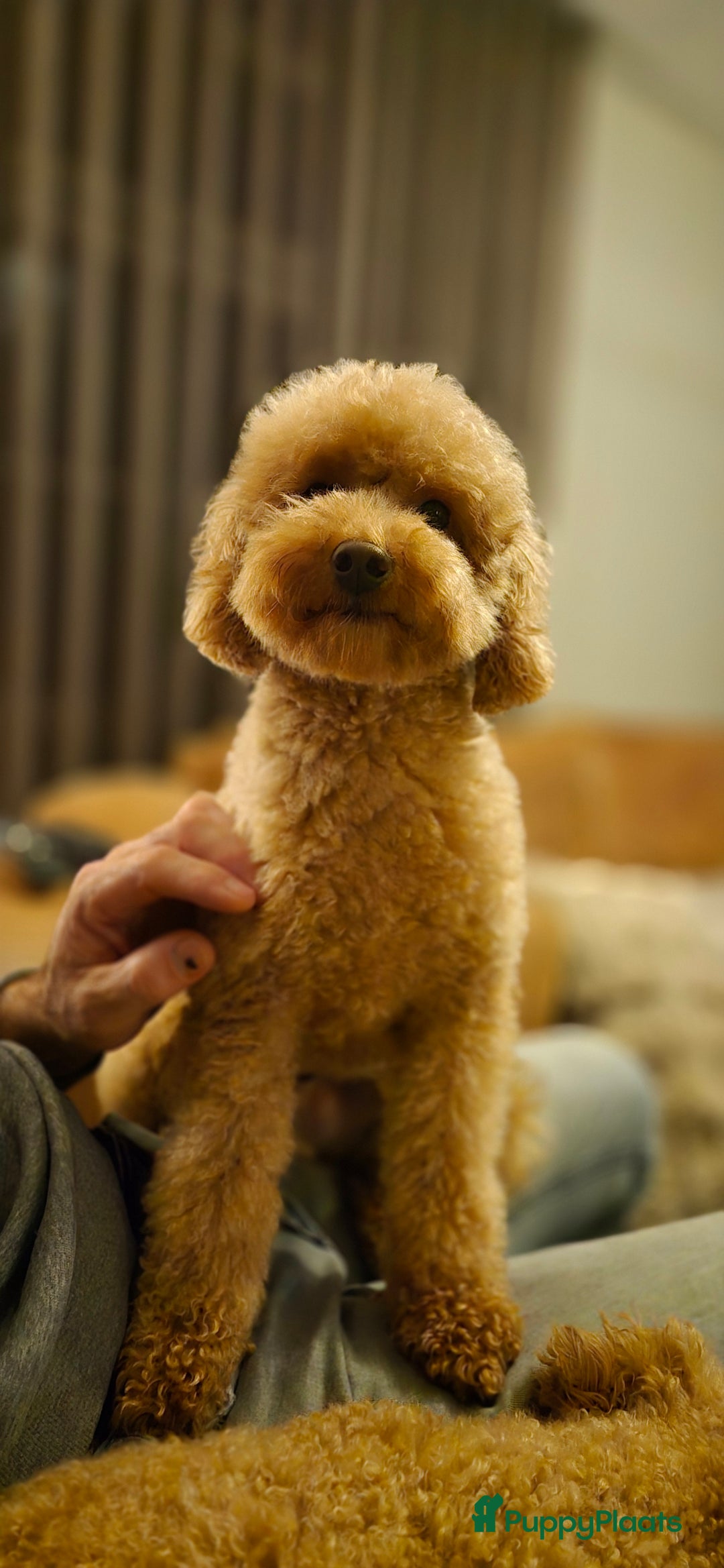 Poedel Toy honden te koop: Toypoedels verwacht - Advertentie 2