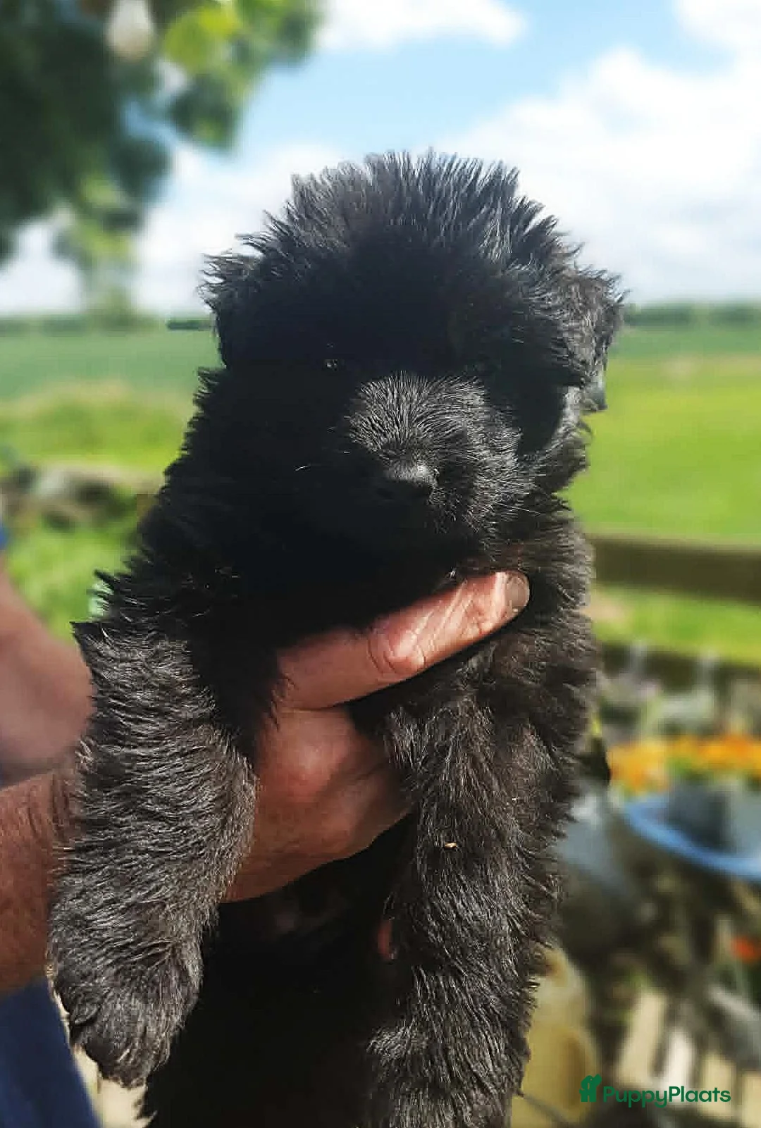 Duitse Herder honden te koop: Prachtig zwart langhaar Duitse Herder reutje - Advertentie 2
