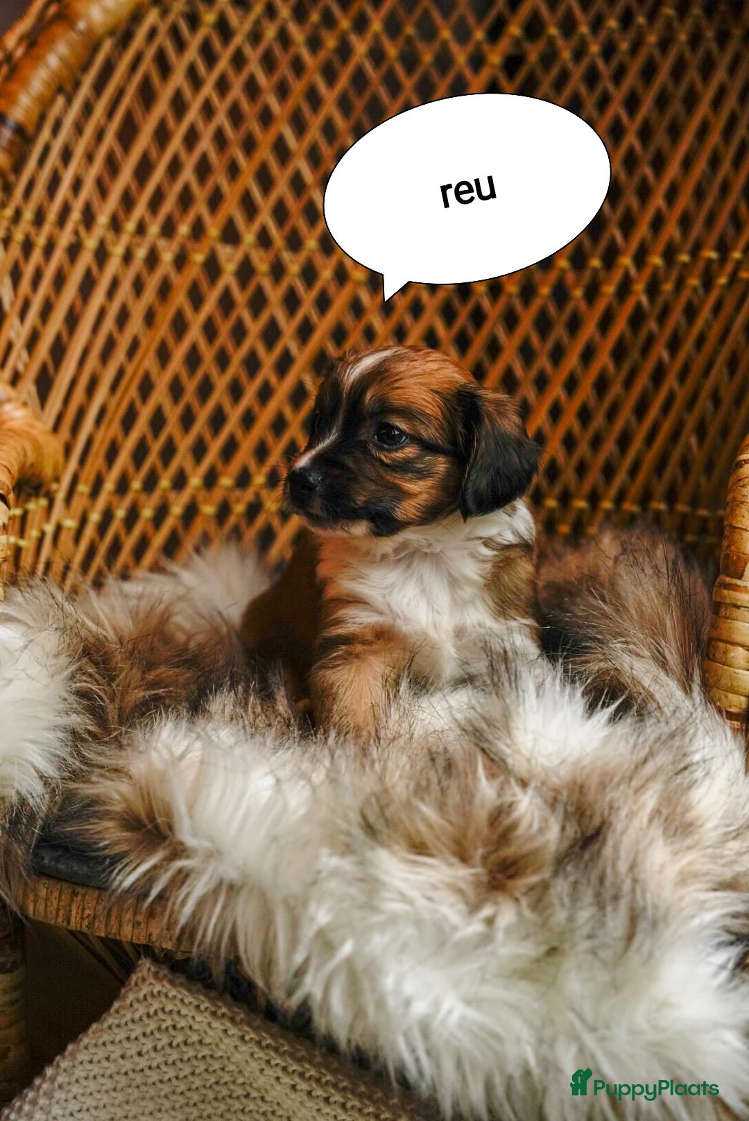 Kooikerhondje honden te koop: 8 week oude kooikerpups op zoek naar warm thuis. - Advertentie 10