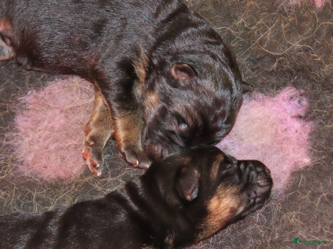 Duitse Herder honden te koop: Duitse herder pups - Advertentie 2