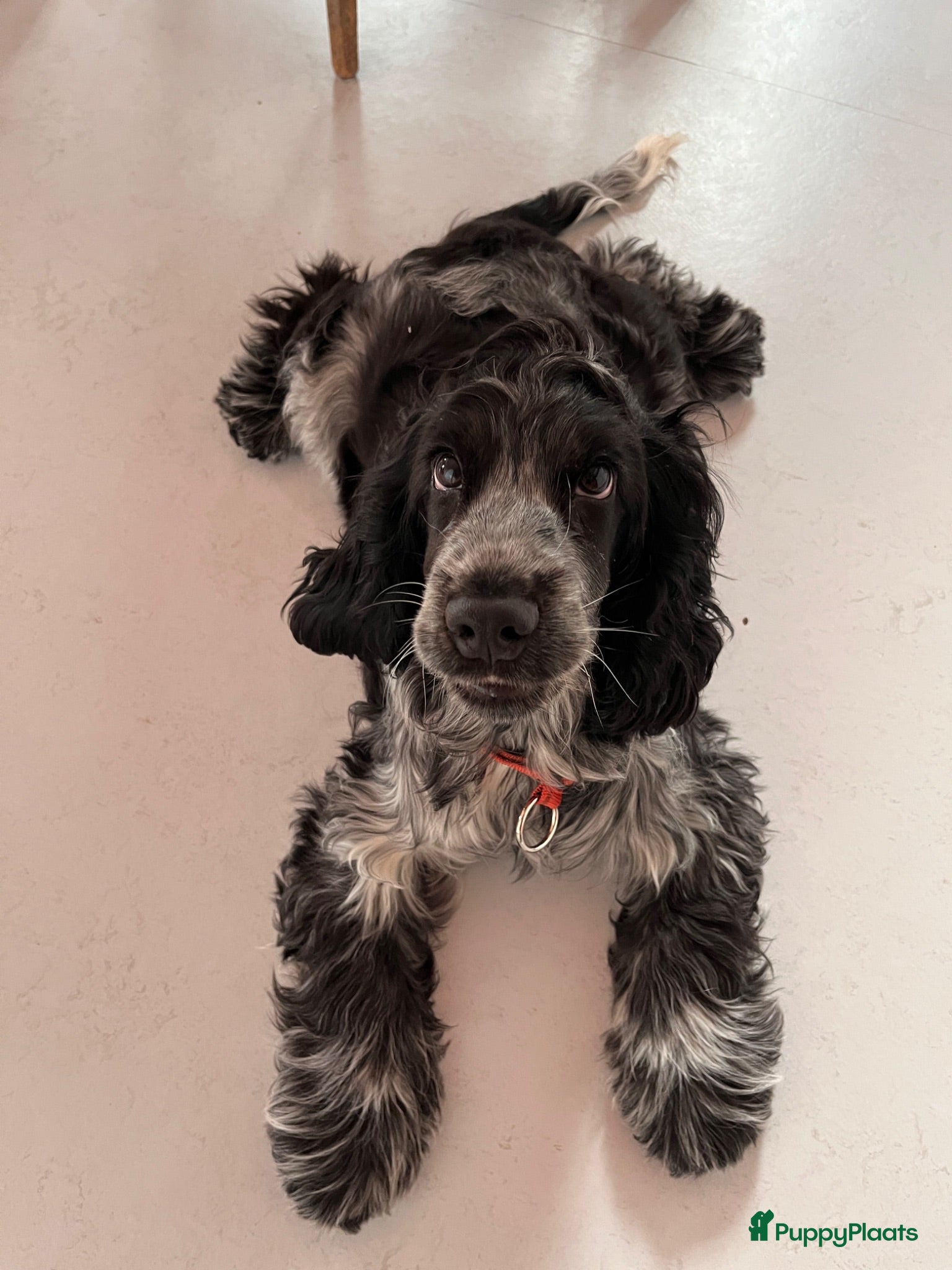 Engelse Cocker Spaniel honden 6mnd oude lieve sjaak zoekt nieuw huis - Advertentie 1