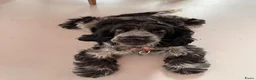 Engelse Cocker Spaniel honden te koop: 6mnd oude lieve sjaak zoekt nieuw huis in Amsterdam - Advertentie 1
