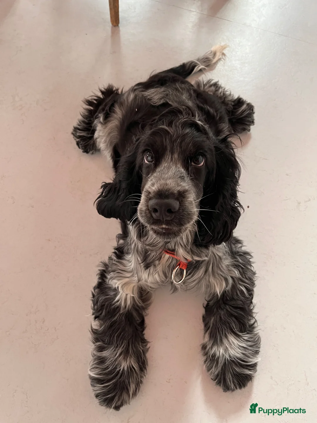 Engelse Cocker Spaniel honden te koop: 6mnd oude lieve sjaak zoekt nieuw huis in Amsterdam - Advertentie 1