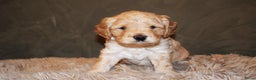Labradoodle honden te koop: Prachtige labradoodle pups te koop  - Advertentie 11