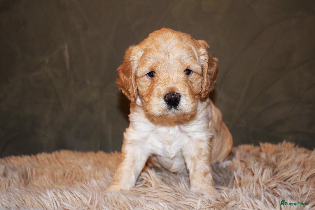 Labradoodle honden te koop: Prachtige labradoodle pups te koop  - Advertentie 11