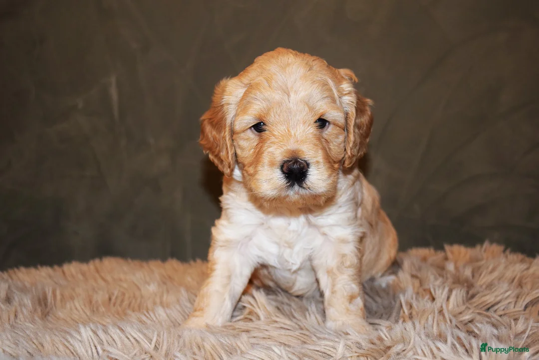 Labradoodle honden te koop: Prachtige labradoodle pups te koop  - Advertentie 11