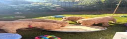 Goldendoodle honden te koop: Knappe Goldendoodles Pups  - Advertentie 15