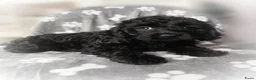 Cockapoo honden te koop: F1 mini cockapoo pups, mogen het nest verlaten  - Advertentie 4