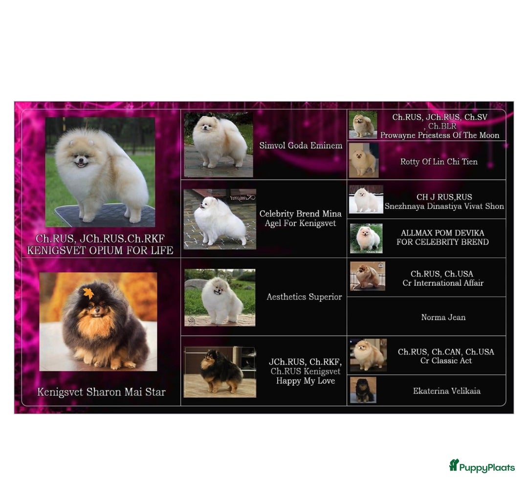 Pomeriaan honden te koop: Mini Pomeriaan pup. BearFace  - Advertentie 6