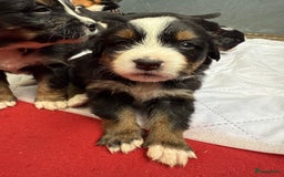 Berner Sennenhond honden te koop: Berner Sennen x Appenzeller pups te koop - Afbeelding 12