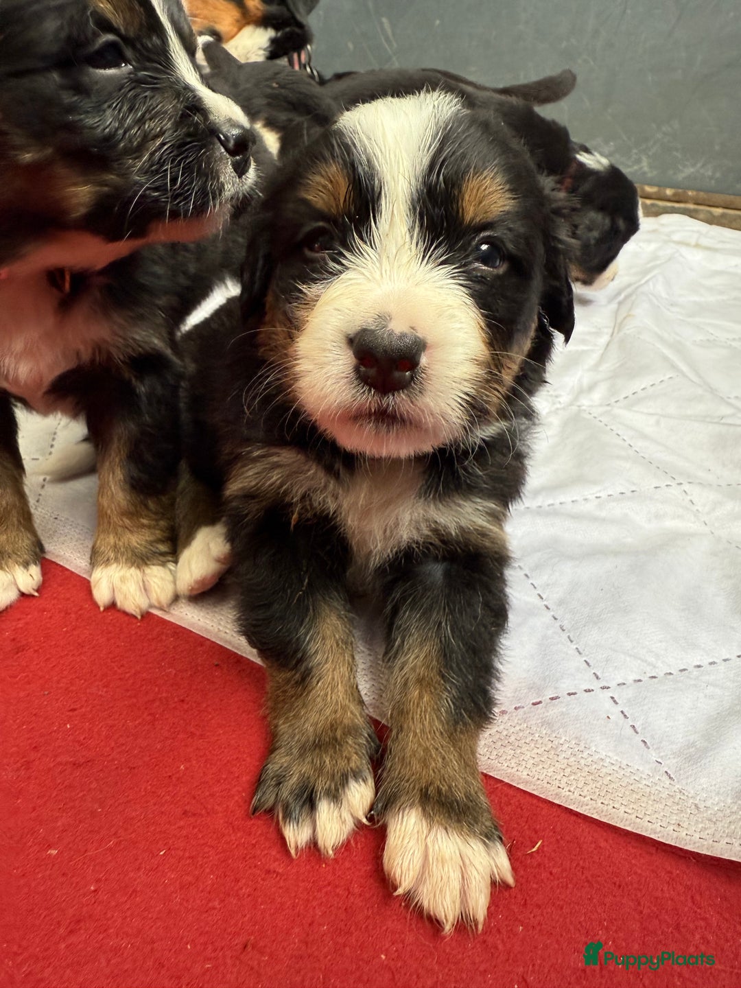 Berner Sennenhond honden te koop: Berner Sennen x Appenzeller pups te koop - Afbeelding 12