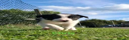 Border Collie honden te koop: 2 prachtige Border Collie pups  - Advertentie 26