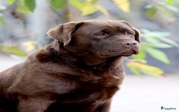 Labrador Retriever honden te koop: Labrador pups chocolade bruin met Stamboom - Afbeelding 4