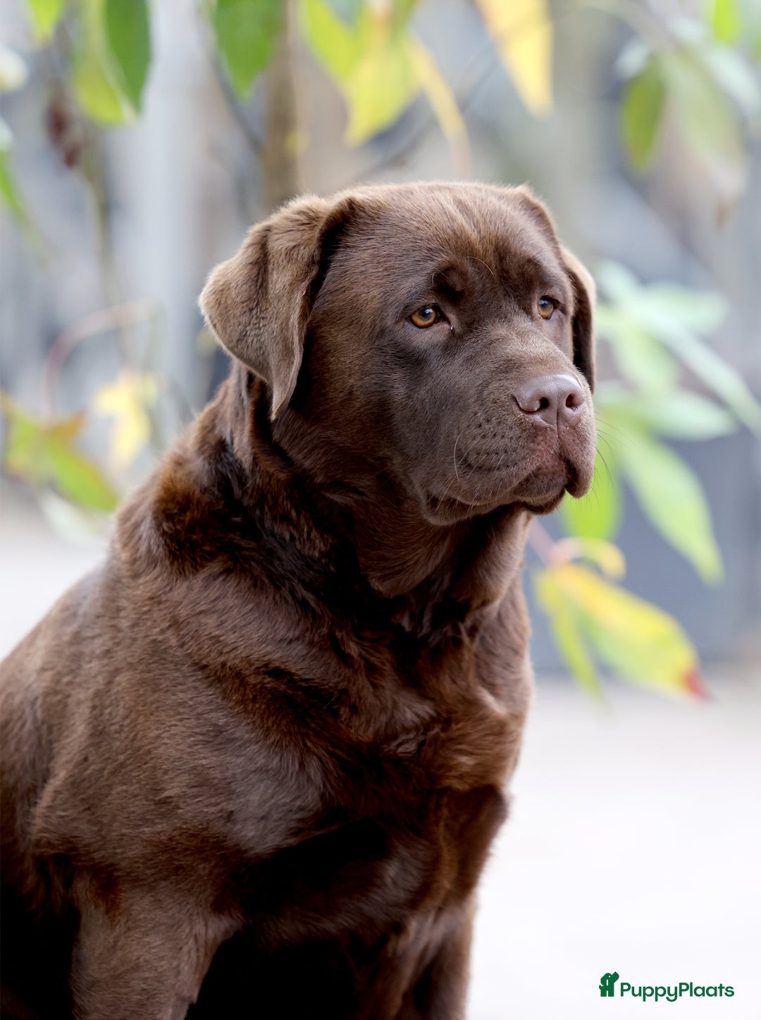 Labrador Retriever honden te koop: Labrador pups chocolade bruin met Stamboom - Afbeelding 4