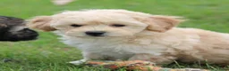 Maltipoo honden te koop: Leuke Maltipoo pups - Advertentie 7