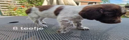 Friese Stabij honden te koop: Sasha en haar puppy's - Advertentie 11