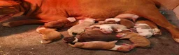 Amerikaanse Bulldog honden te koop: Mooie Amerikaanse Bulldog pups  - Advertentie 33