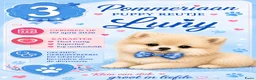 Pomeriaan honden te koop: Schattige Pommeriaan Puppy's  - Advertentie 9