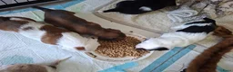 Teckel (langhaar) honden te koop: Bonte teckels merle pups - Advertentie 11