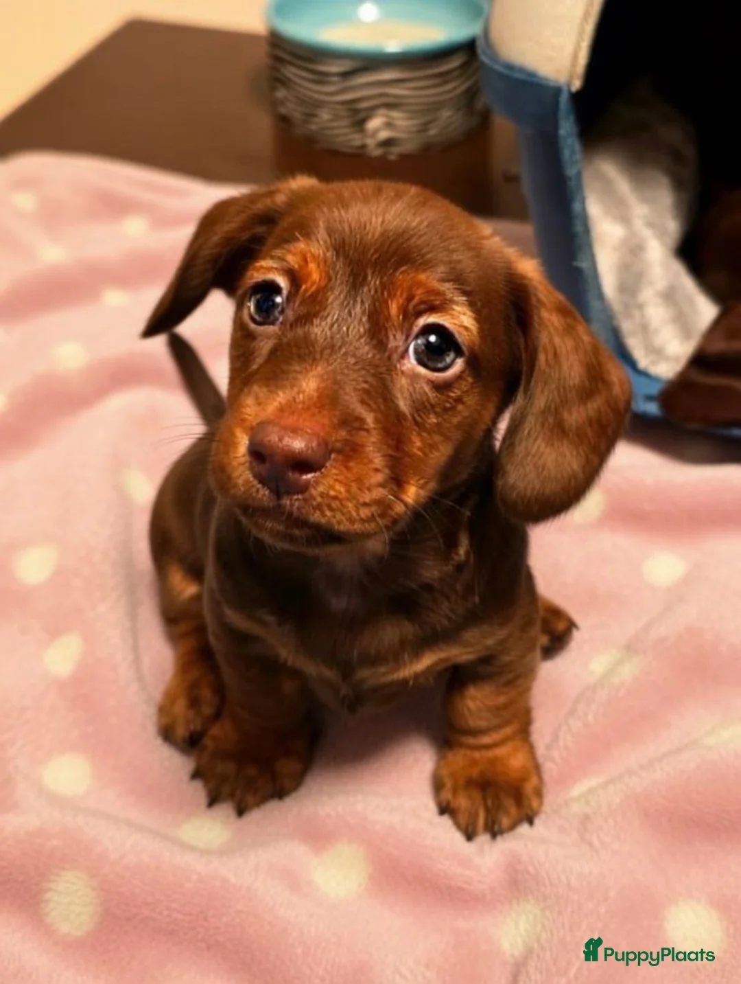 Teckel (korthaar)  honden te koop: Dwergteckel pups zoeken - Advertentie 4