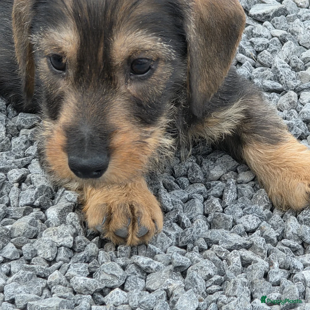 Teckel (langhaar) honden te koop: Ruwharige mini teckels ( Antwerpen) - Advertentie 8