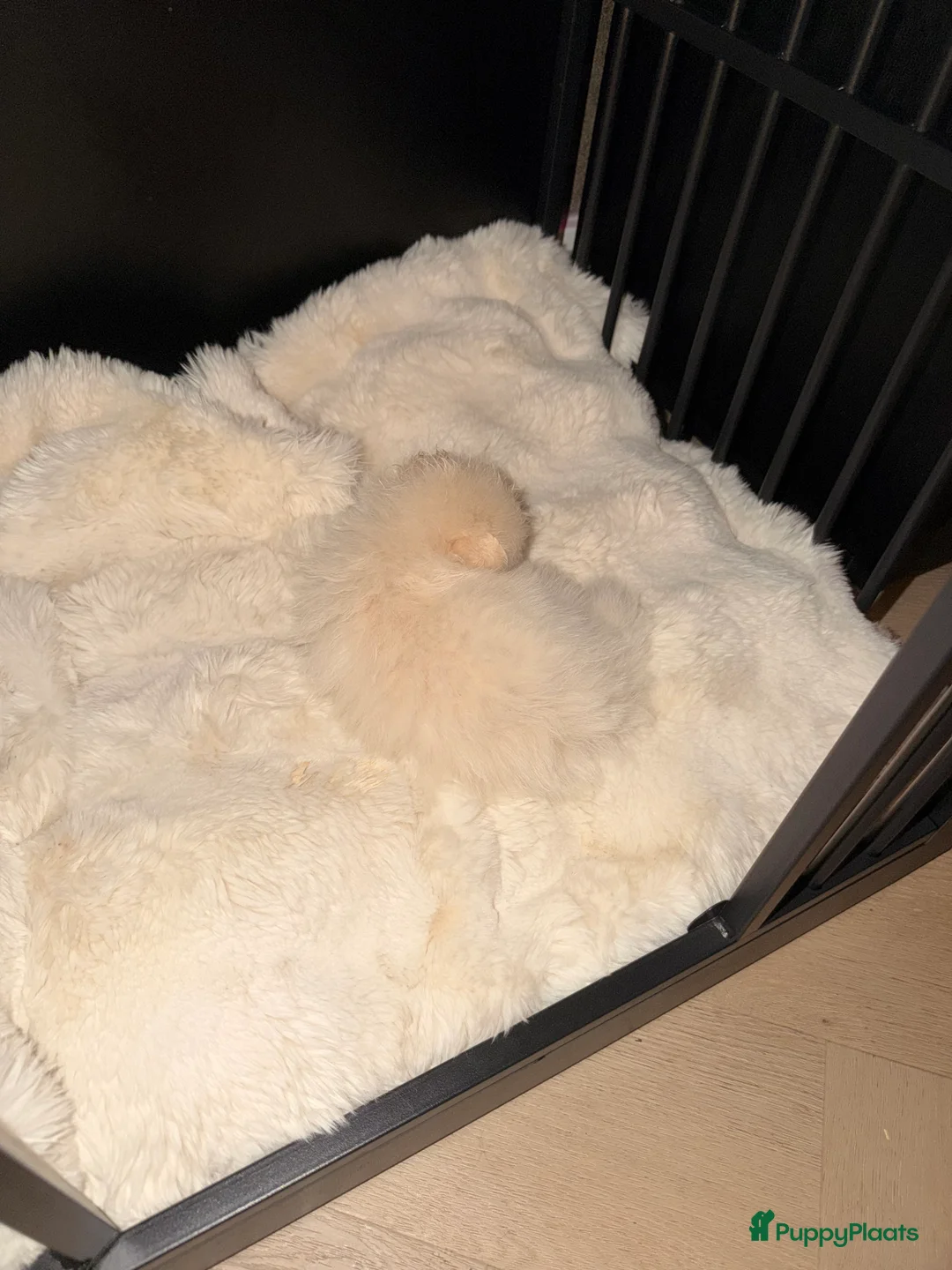 Pomeriaan honden te koop: Pomeriaan pups - Advertentie 6