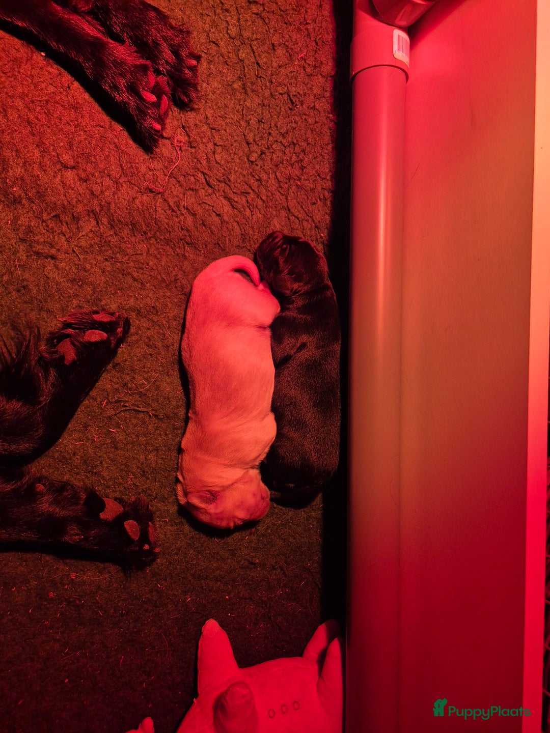 Golden Retriever honden te koop: Lieve golden Retriever puppies - Advertentie 4