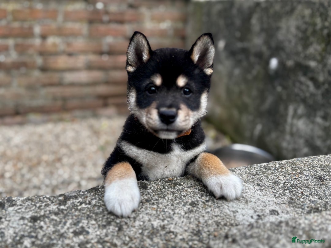 Shiba honden te koop: Shiba inu in Genk - Afbeelding 6