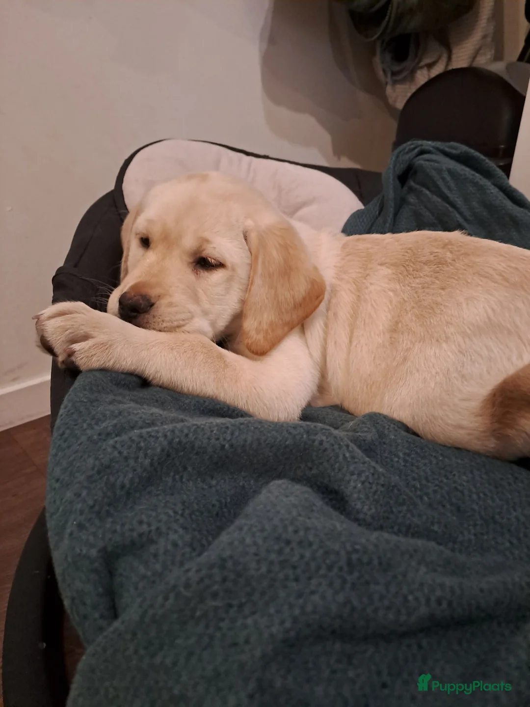 Labrador Retriever honden te koop: Nog 1 teefje beschikbaar - Advertentie 3