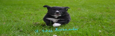 Kruising Puppy 3