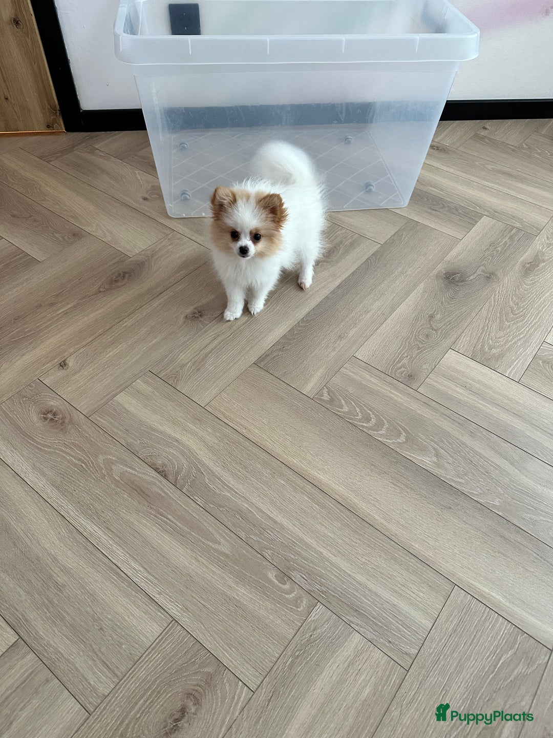 Pomeriaan honden te koop: Mini pomeranian pomeriaan teefje volledig ingeent - Advertentie 11
