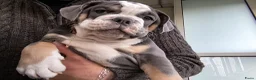 Old English Bulldog honden te koop: Prachtige Bulldog puppies - Advertentie 6